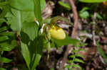 Greater yellow lady's slipper